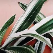 ーreialohaーの画像