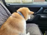 ザーボンの画像