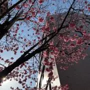 ミーちゃんの画像