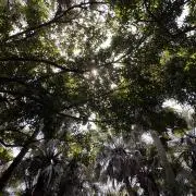 Sの画像