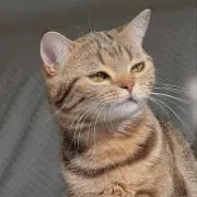 トリホリの画像