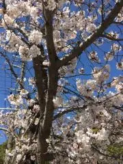 リボンの画像
