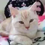 にゃんこ♡スター☆の画像