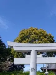 アキの画像