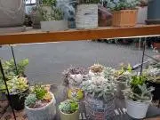 雨宮の画像