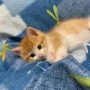 タクポン