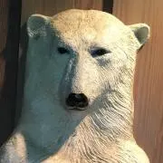 しろくま