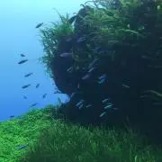 こまさん