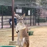カンガルー