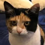 どっちんの画像