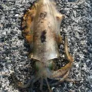 Heykawa