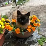 あめの画像