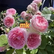 mkの画像