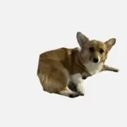 たぬきの画像