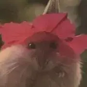 はむ☆彡.。断捨離中の画像