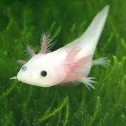 はる