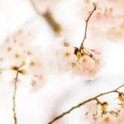いかの画像