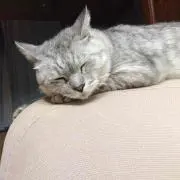チーカ