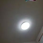 メガネザル