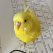 くーの画像