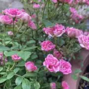 Garden soraの画像