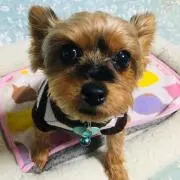 シュガー