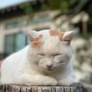 ☆☆☆の画像