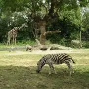 coco*の画像