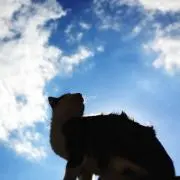 ぺろ