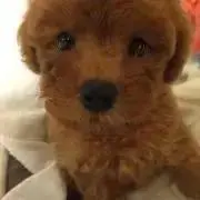 Tinoの画像