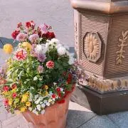 るんこの画像