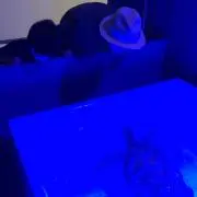 サダ