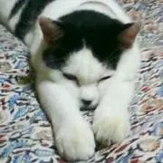 福チャン