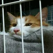 Vちゃん