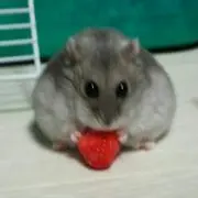 みゆぽん