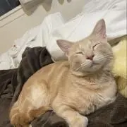 モアたんの画像