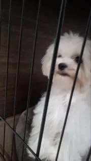 金欠なんで買ってほしいですの画像