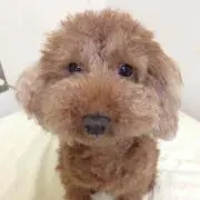 popominの画像