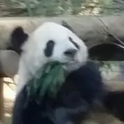 りんちゃんの画像