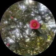 るるの画像