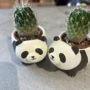 shiiiiiiikoの画像