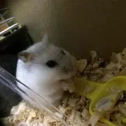 かうぱん