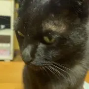 くまったちゃんの画像