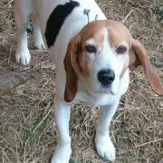 Chilili