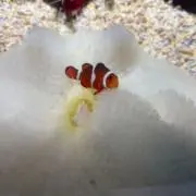 らりるの画像