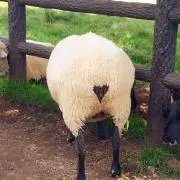 とだの画像