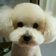 れたすの画像