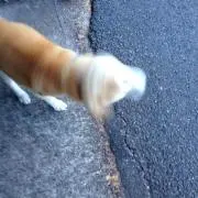k.の画像