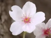 schneigeの画像