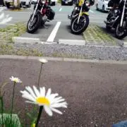 D。プロフご確認くださいの画像